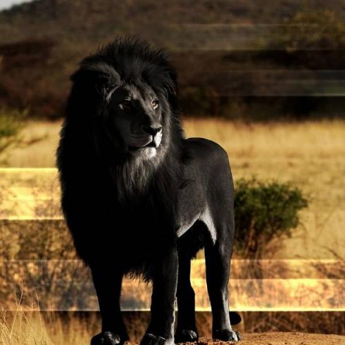 lion_black_lion_mane_rock_56883_1920x1080.jpg