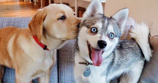 22 примера искренней дружбы среди собак